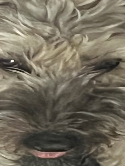 Snoot Booper — П3 — С активацией — PlayStation 5